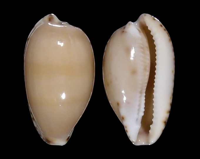 Image of Notocypraea comptonii 