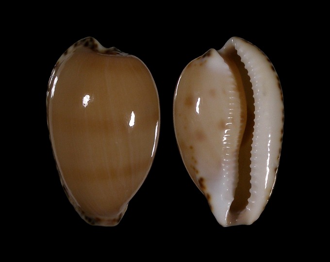 Picture of Notocypraea comptonii