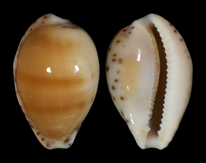 Image of Notocypraea comptonii f. mayi