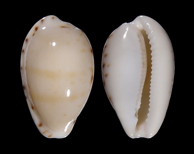 Image of Notocypraea comptonii f. mayi