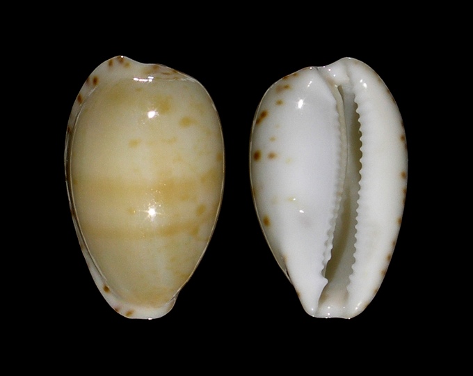 Picture of Notocypraea comptonii f. mayi