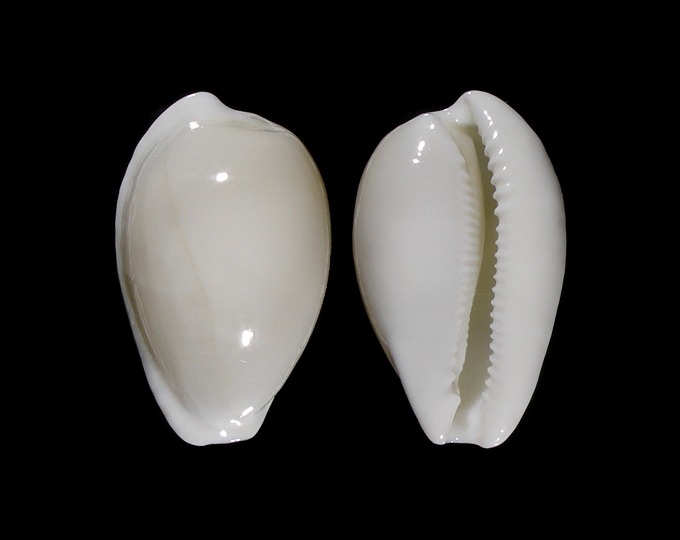 Picture of Notocypraea comptonii f. casta