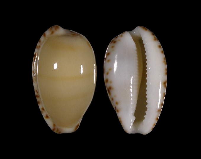 Picture of Notocypraea comptonii f. mayi