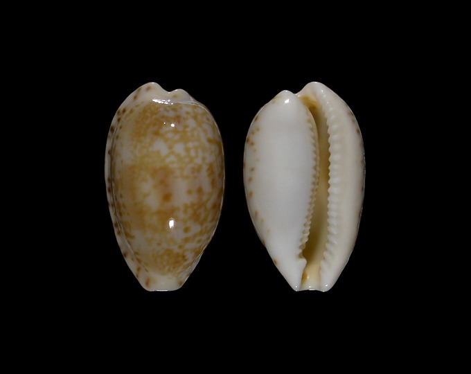 Picture of Notocypraea piperita 