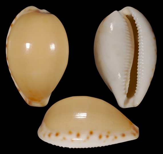 Picture of Notocypraea subcarnea Picture of Notocypraea subcarnea