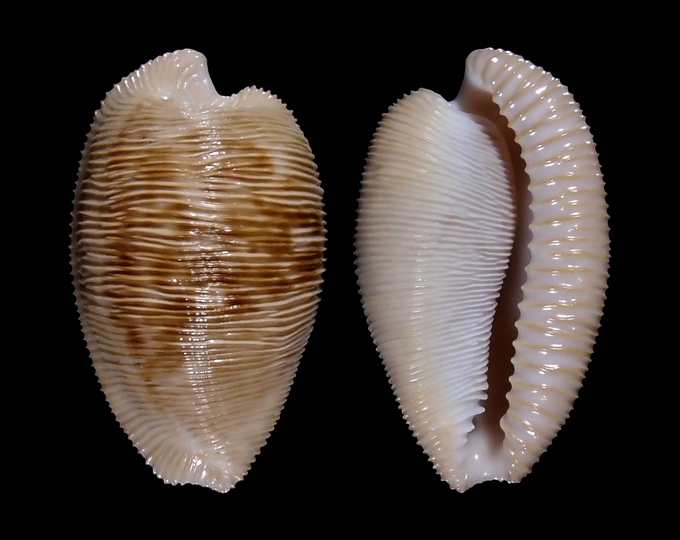Picture of Cypraeovula capensis capensis