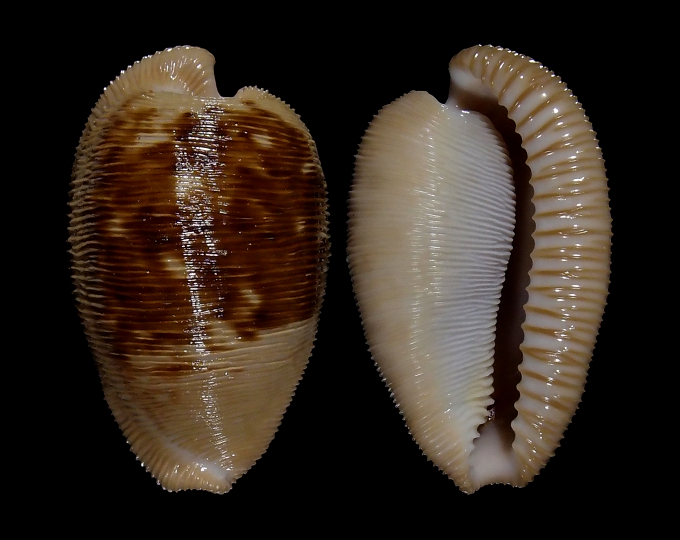 Image of Cypraeovula capensis capensis