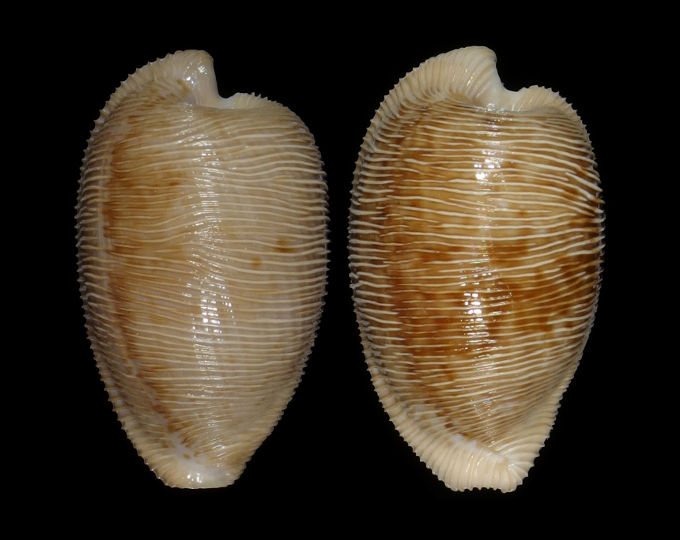 Picture of Cypraeovula capensis capensis