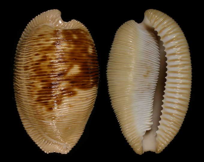Picture of Cypraeovula capensis capensis