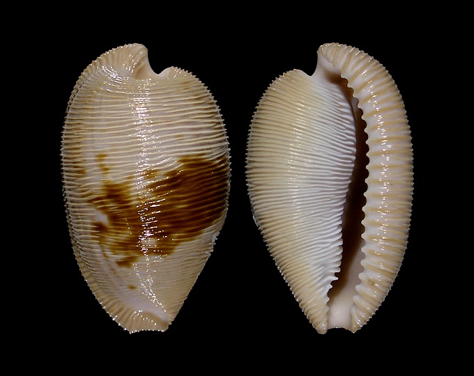 Picture of Cypraeovula capensis gonubiensis
