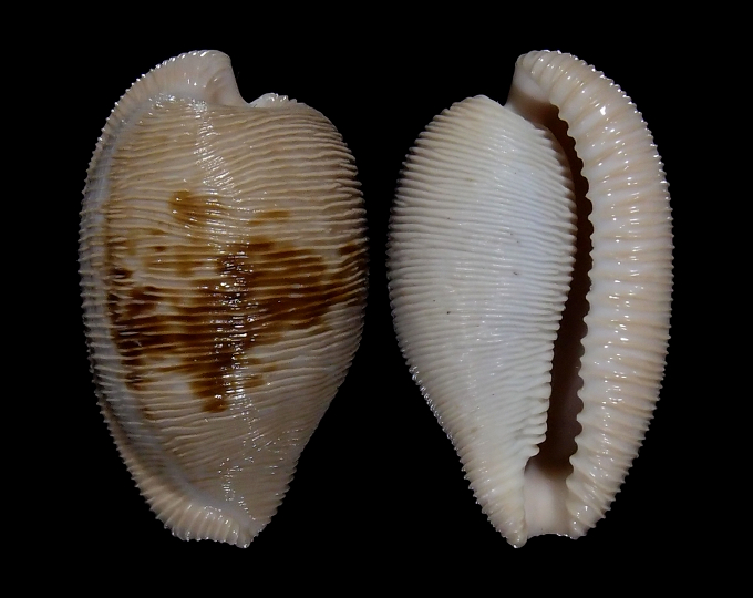 Picture of Cypraeovula capensis gonubiensis