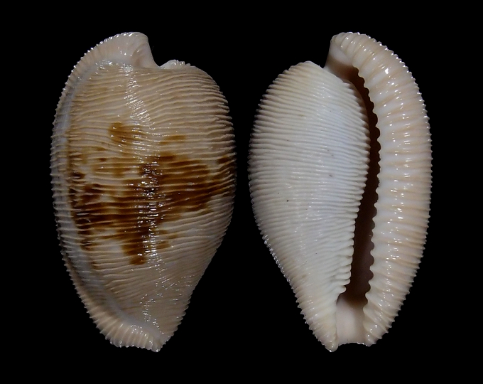 Picture of Cypraeovula capensis gonubiensis Picture of Cypraeovula capensis gonubiensis