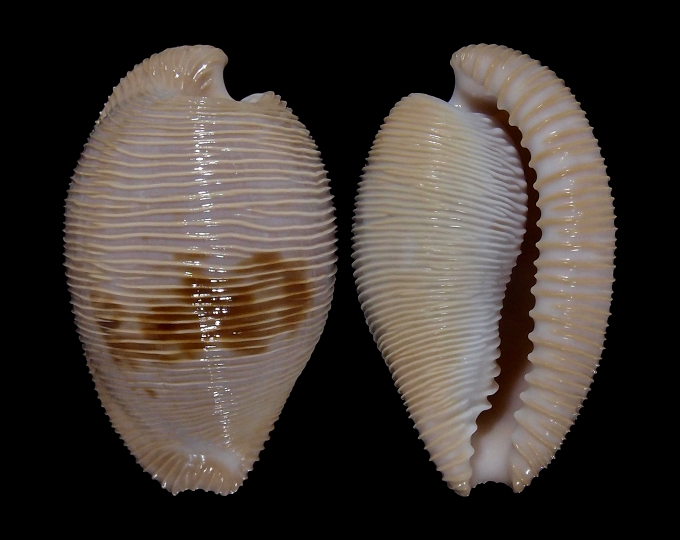 Image of Cypraeovula capensis gonubiensis