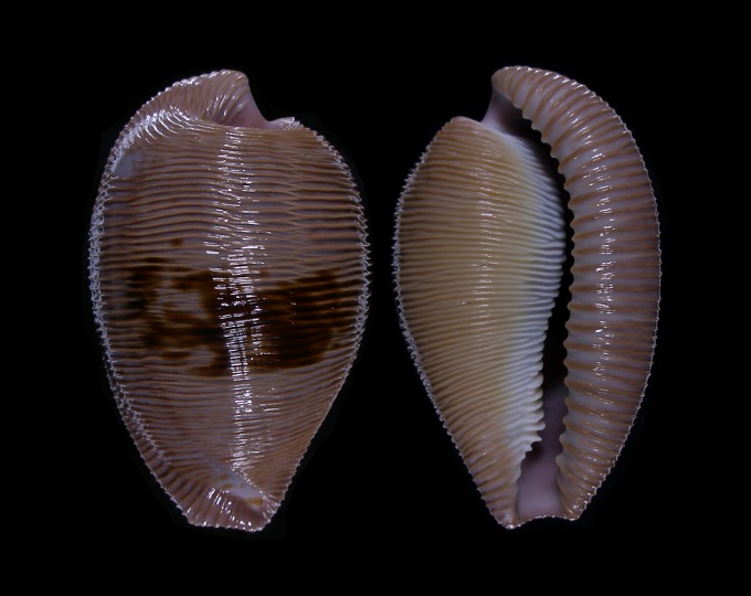 Picture of Cypraeovula capensis gonubiensis Picture of Cypraeovula capensis gonubiensis