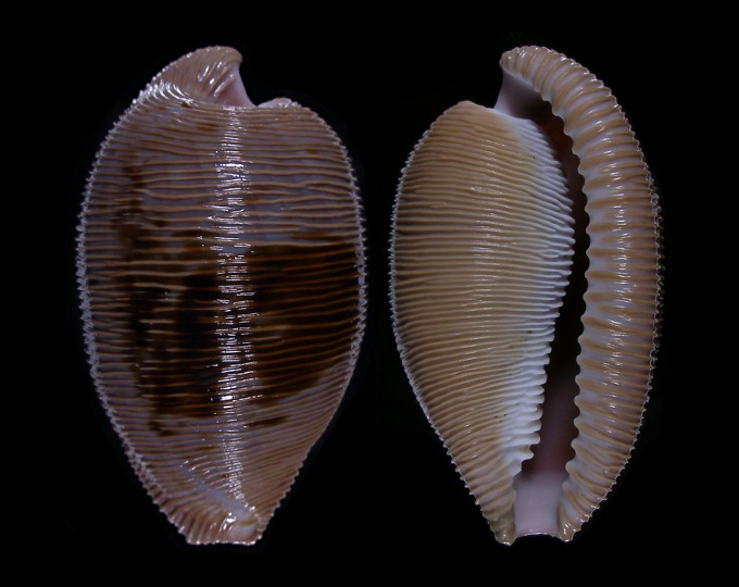 Picture of Cypraeovula capensis gonubiensis Picture of Cypraeovula capensis gonubiensis