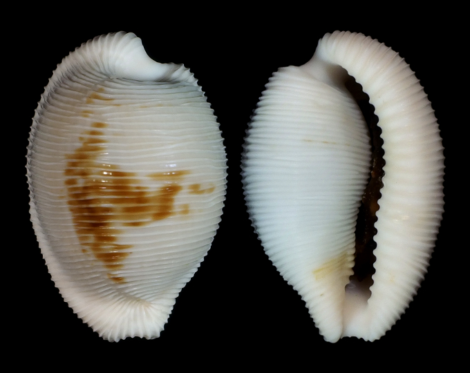 Picture of Cypraeovula capensis cineracea