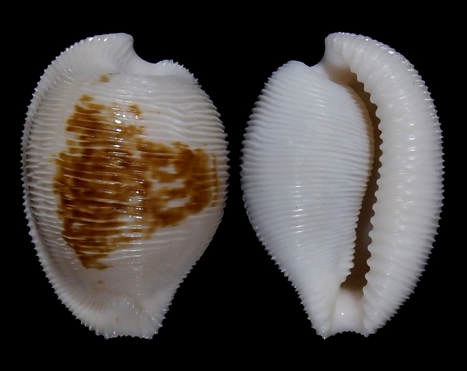 Image of Cypraeovula capensis cineracea