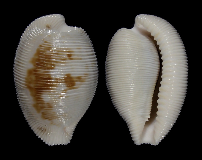 Picture of Cypraeovula capensis gorda