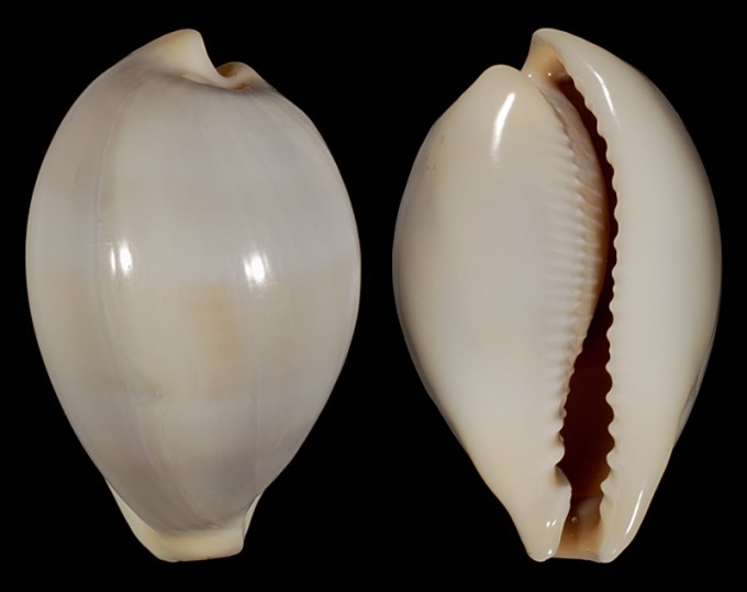 Image of Erronea pyriformis angioyorum