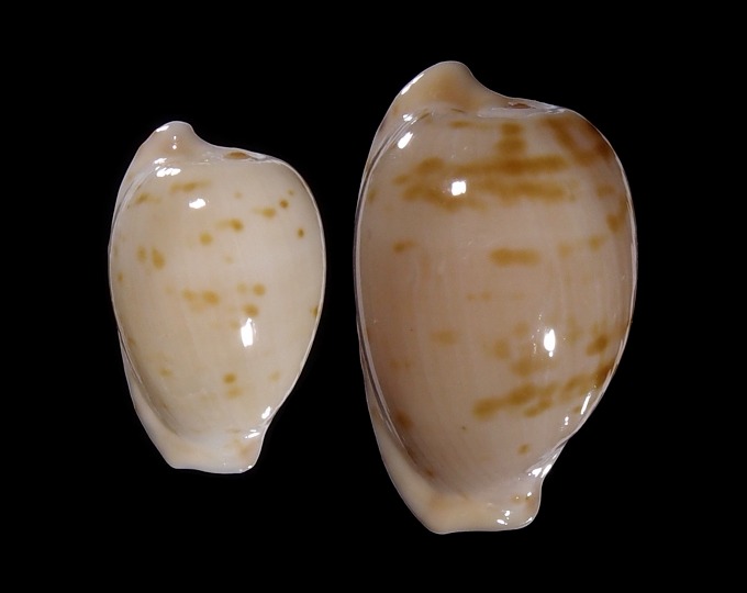 Picture of Cypraeovula edentula edentula Picture of Cypraeovula edentula edentula