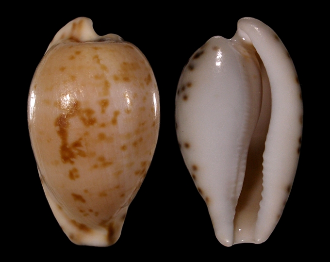 Picture of Cypraeovula edentula nahoonensis f. dentata
