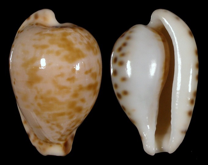 Picture of Cypraeovula edentula nahoonensis