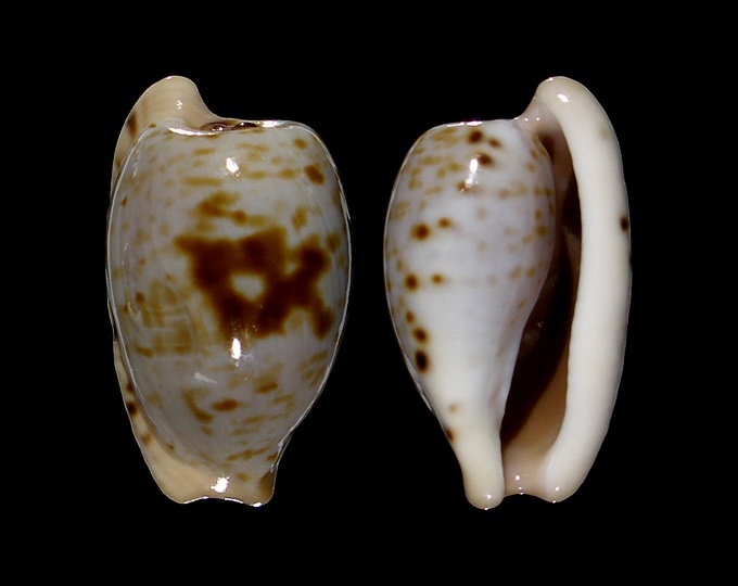 Image of Cypraeovula alfredensis alfredensis