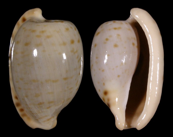 Image of Cypraeovula alfredensis alfredensis