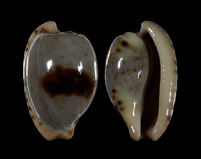Picture of Cypraeovula alfredensis alfredensis