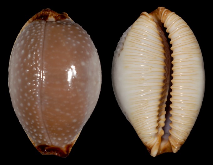 Image of Staphylaea staphylaea nolani