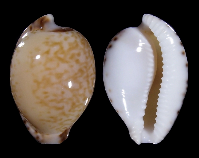 Image of Cypraeovula algoensis algoensis