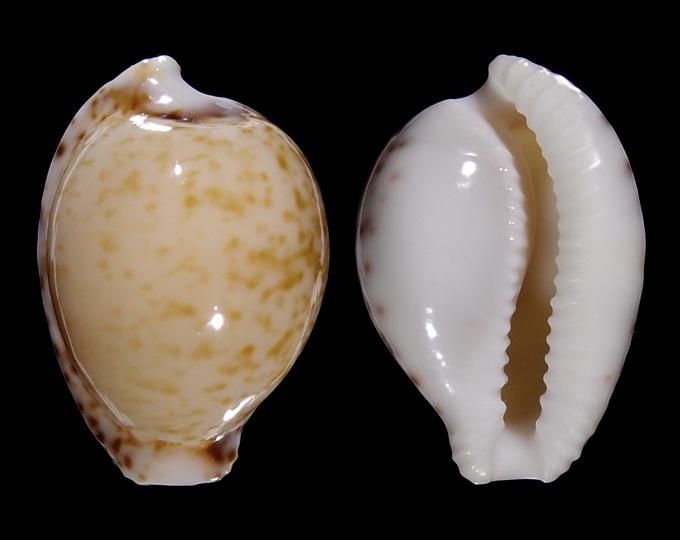 Image of Cypraeovula algoensis algoensis