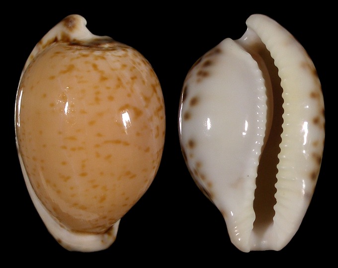 Picture of Cypraeovula algoensis algoensis