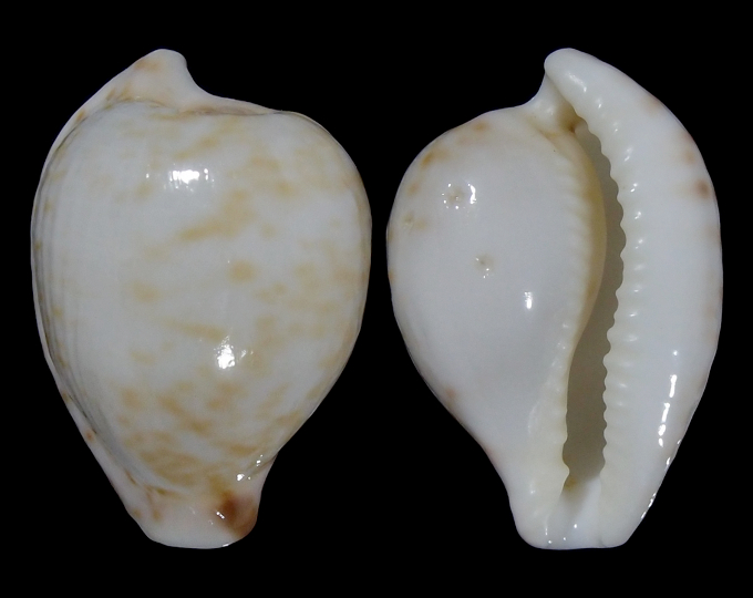 Image of Cypraeovula algoensis algoensis f. bettyensis