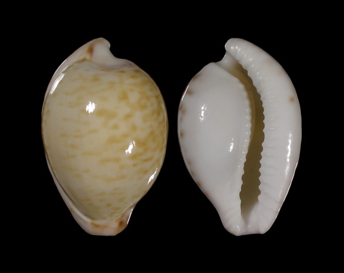 Picture of Cypraeovula algoensis algoensis