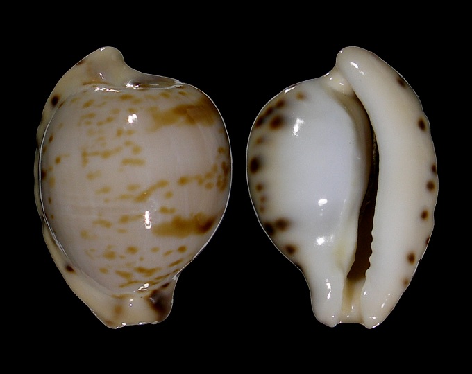 Picture of Cypraeovula algoensis permarginata f. sanfrancisca