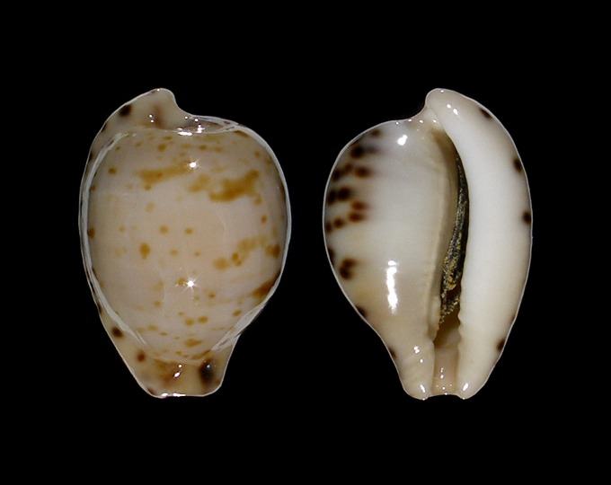 Picture of Cypraeovula algoensis permarginata f. sanfrancisca Picture of Cypraeovula algoensis permarginata f. sanfrancisca