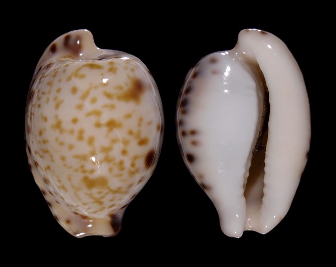 Image of Cypraeovula edentula sanfrancisca f. astonensis