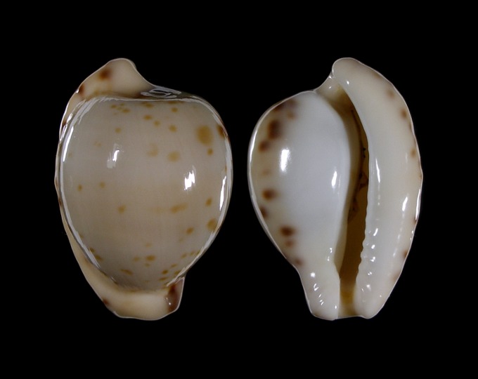 Picture of Cypraeovula algoensis permarginata f. sanfrancisca Picture of Cypraeovula algoensis permarginata f. sanfrancisca