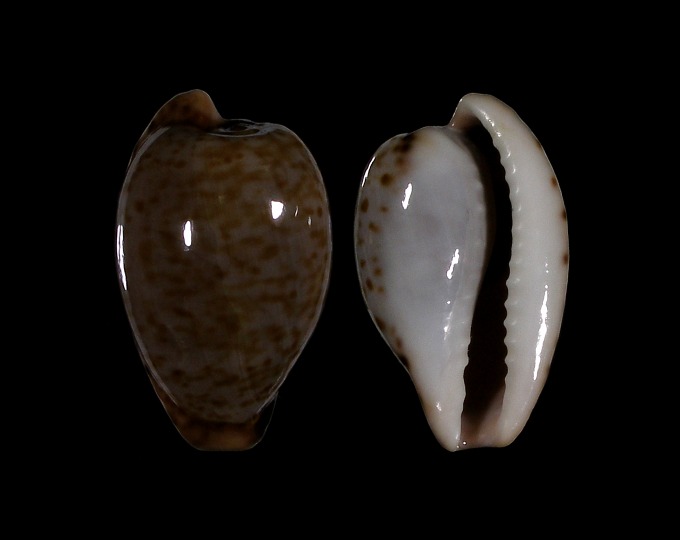 Picture of Cypraeovula mikeharti
