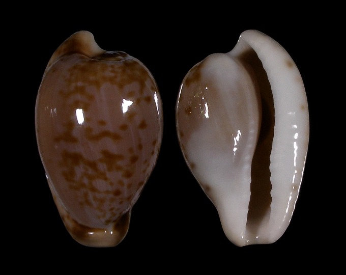 Picture of Cypraeovula mikeharti