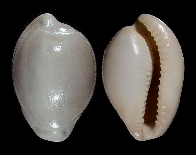 Image of Cypraeovula fuscorubra fuscorubra
