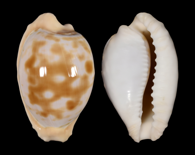 Picture of Cypraeovula coronata debruini