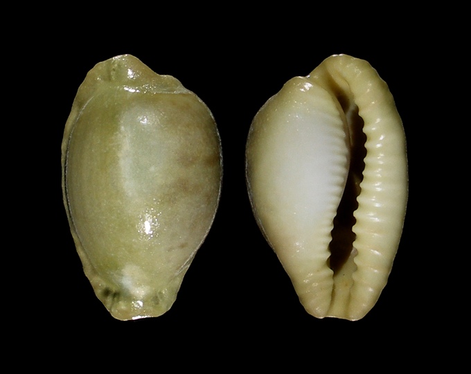 Picture of Cypraeovula coronata debruini