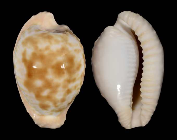 Picture of Cypraeovula coronata debruini Picture of Cypraeovula coronata debruini