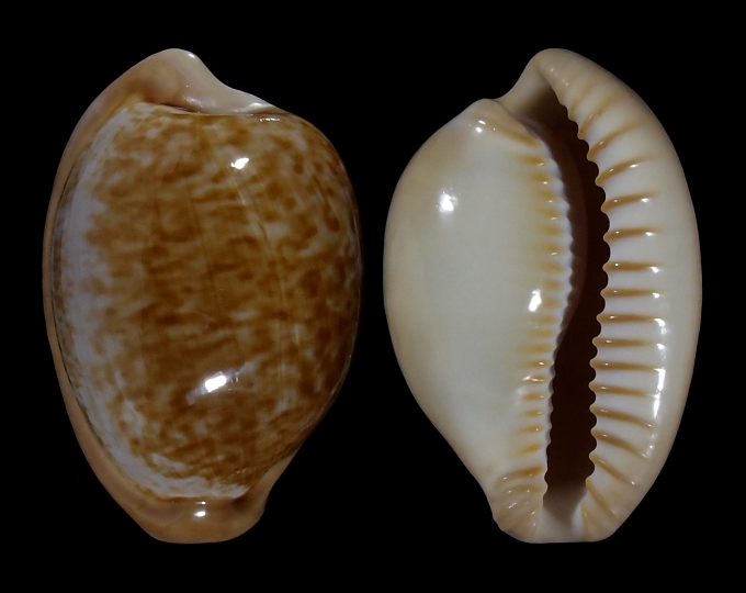 Image of Cypraeovula fuscorubra fuscorubra