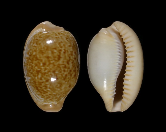 Picture of Cypraeovula fuscorubra fuscorubra
