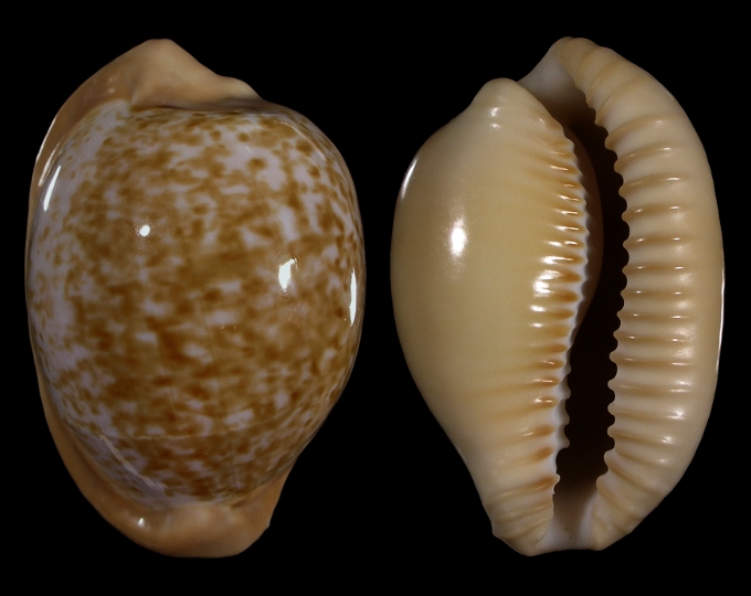 Picture of Cypraeovula fuscorubra