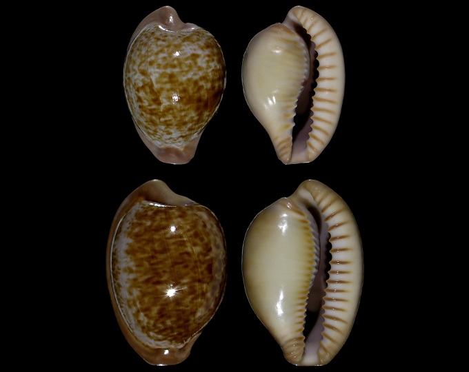 Picture of Cypraeovula fuscorubra gondwanalandensis