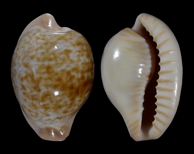 Picture of Cypraeovula fuscorubra gondwanalandensis Picture of Cypraeovula fuscorubra gondwanalandensis